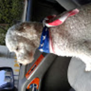 Meet your Posher, Oscar